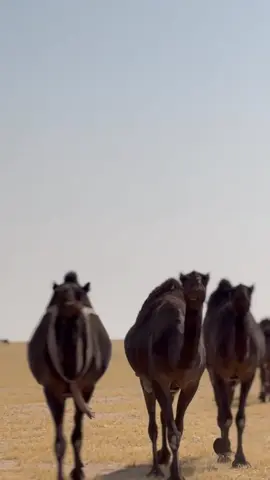 #اكسبلور #ترند #البل #تصويوي #النعيرية #مليجه_النعيرية_الصرار_وادي_العجمان #عطايا_الله🐪 