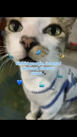 meowie tsuning >,< #fyp #foryou #foryoupage #trending #viral #makeitvirаl #cat 