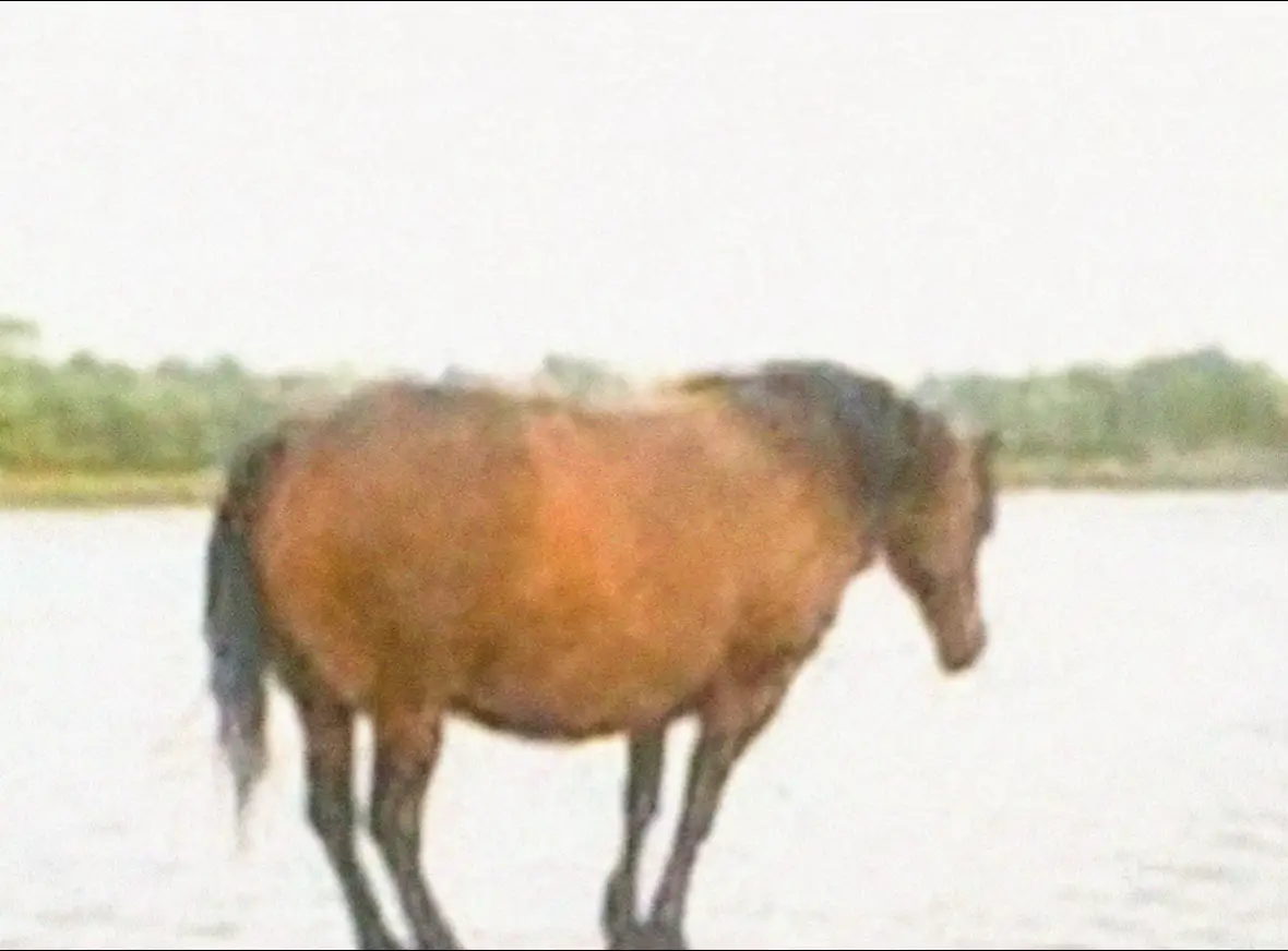 #horse #fyp