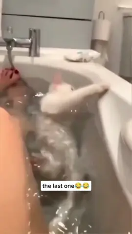 #funny #funnyanimals #funnyvideos #pet #cute #fyp 