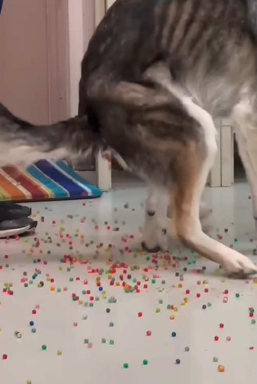 You can find anything in a dog’s mouth #Foryou #dog #dogsoftiktok #funny #funnyvideos #funnydog #tiktok #funnytiktok #usa🇺🇸 