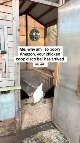 Only getting the essentials 🪩 🐓 #discoball #party #chickencoop #chicken #petchicken #farm #farmanimals #funnyfarm #livealittle #fun #disco #essential #finance #amazon 
