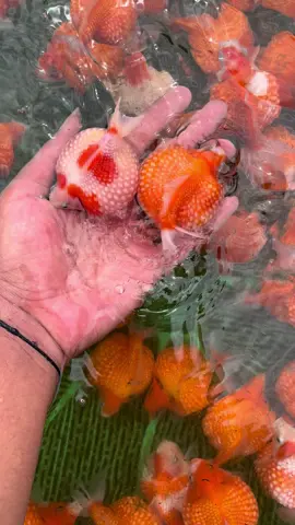 Wait” Finkoi datang lagi nih dengan ikan gemoy” nya 😍🤏 Untuk yang mau tanya” bisa hubungi nomor di bio ya guys😁😍 #fyp #finkoi #tulungagung #masukberanda #ikanhias #goldfish #cute #gemoy #maskokiindonesia #lucu #goldfishworld #maskoki #fypシ゚ #ponyo 
