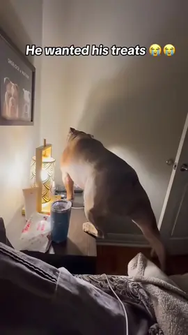 Silly dogs fall🤣🥰🥰#dog#funny#funnyanimals#funnypets#animals #dogsofttiktok #pet #foryou #longervideos