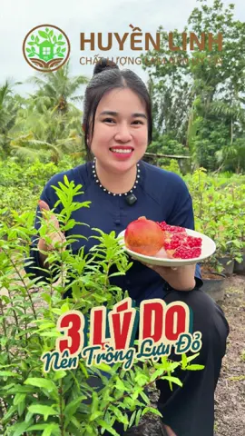 Những lý do anh chị mình nên trồng lựu đỏ Ấn Độ trong khuôn viên vườn nhà mình. #huyenlinhgarden #vuacaygionghuyenlinh