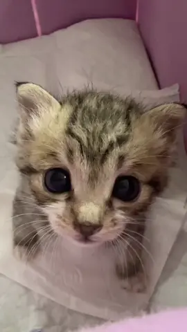 he l lo，it’s me ,a kitten!#catlover #babycat #catsoftiktok #kitten #PetsOfTikTok 