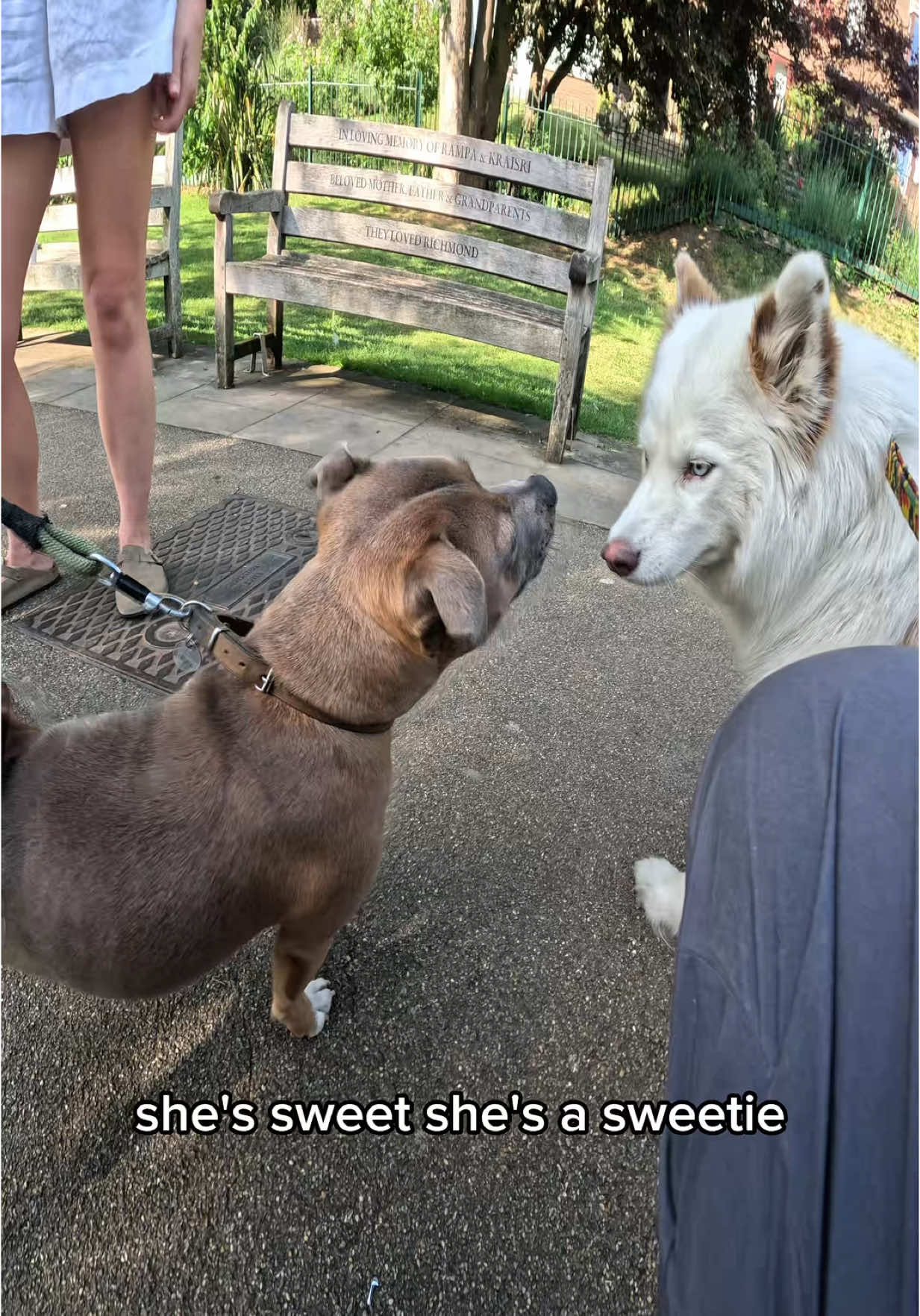 Interactions with my dog!!  #husky #viral #pets #dogs #viola #doglover #fyp #foryou #viral #fypp 