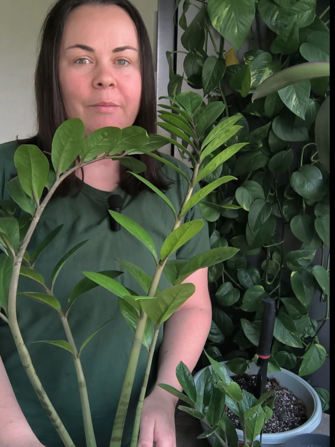 Заміокулькас часто гниє після пересадки — бо більшість робить ті ж самі помилки.  Покажу, як пересадити його правильно: горщик, дренаж, ґрунт і вода.  Збережи відео і пересаджуй з любов’ю 🌿 #квіткарка_інна #квіти🌺🌸🏵️ #рослини #кімнатнірослини #доглядзарослинами #грунт #субстрат #земля #уходзарастениями #цветы #растения #комнатныерастения #комнатныецветы 