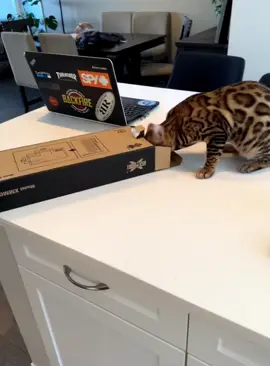 Cats like to be in cardboard boxes #funny #funnyvideos #cats #catsoftiktok #animals #usa🇺🇸 