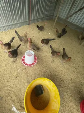 Mái tre #traigatruonggiang #kiengiang #chienke 