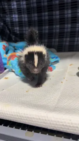 Her first stomps! The most adorable little stomps from these little stinkers. #wildlife #wildliferehab #babyanimals #skunk #skunksoftiktok 