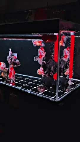 Stok baru nich rosetail bahan jumbo, jangan lupa joint live ya😉 #goldfishindonesia #goldfishclub #goldfishcommunity #idamansquad • #goldfishcikarang #koki #typジ #fypシ #ikankokijakarta #ikankokitangerang #goldfish #ikankokipanda #cinematic #ikankokitegal #CapCut #tikankokiranchu #ikankokibanten #ikankokisemarang #ikankokipalembang #ikankokilampung #ikankokimojokerto