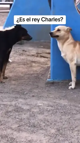 Será el rey Charles? #peru #lima #surquillo #lacaleradelamerced #mascotas #perros #paseos #adiestramiento #lecherias #viral #perrofeliz #perfil #firulais #kanesperu #entraalabio #viral #teamwork #viralvideo 