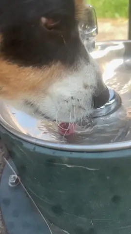 #slomo #slowmotion #dog #drinking #water #bojackson