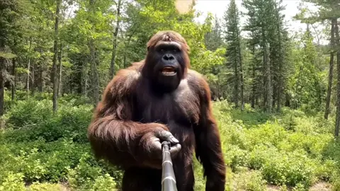 Wrestling a grizzly bear. Bigfoot vlog. #bigfoot 