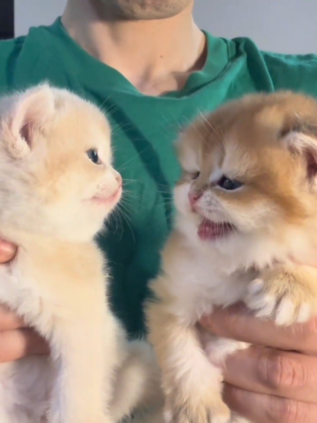 You guys,please calm down.😌#kitten #cats #cute #pets 