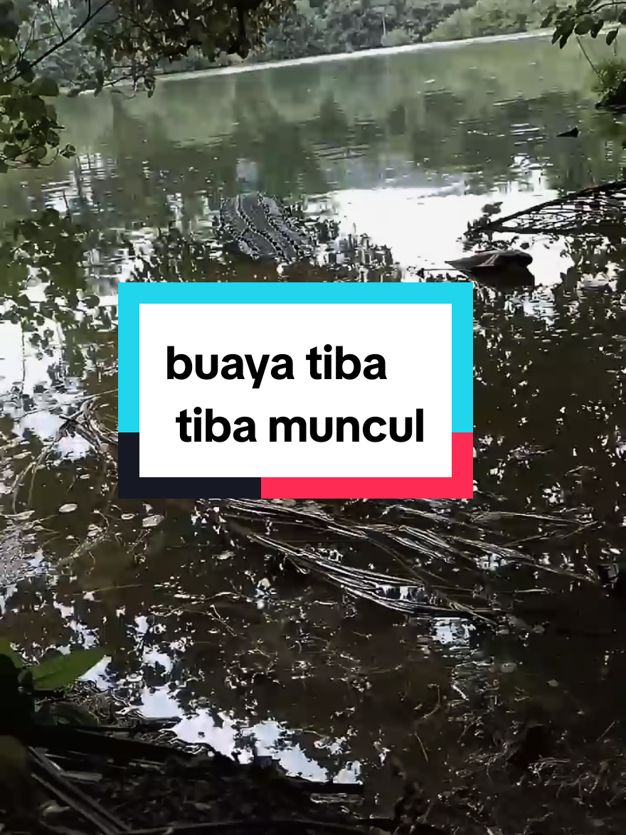 ##BuayaAsli #BuayaLiar #FaktaBuaya #BuayaMuara #BuayaIndonesia #SatwaLiar #BuayaAirAsin #BuayaAirTawar #BuayaPemangsa #AlamLiar