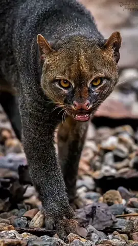 #yaguarundi #onza #felino 