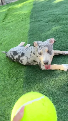 ראיתם פעם כלב כזה???                      #americanbully #foryou 