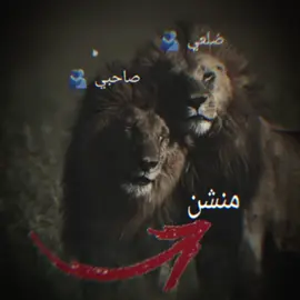 #قصايد_شعر_خواطر 