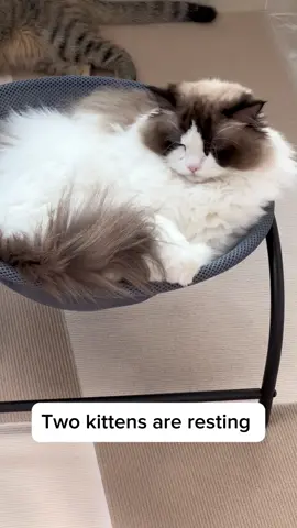 Lunch break😪😪 #cutecat #catsvideo #catlife #cathammock #kitten #petsupplies #PetsOfTikTok #catsoftiktok 