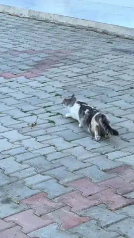 😾😂🏃‍♂️#comedy #duo #humor #funnyvideos #animals #cat 