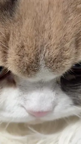 #cat #cute #funnyvideos #funny #fyp #catsoftiktok 