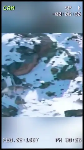 While hunting an ibex, the snow leopard falls freely from a height of thousands feet. #wildanimals #animals #foryou 