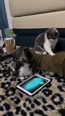 funny cat #CommunityFEST2025 #CommunityFEST2025VN #tiktok #cute 