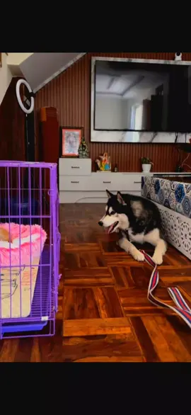 geem🐕Leo🐈#foryoupage #creatorsearchinsights #aayu_69 #alizehjamali #aayuujanta #aayuzeh #gurungninsa #viralvideo 