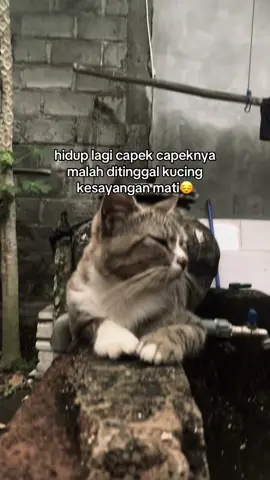 😔#fyppppppppppppppppppppppp #foryoupage #fyp #masukberandafypシ #kucingmati😭 #kucingsadシ #cat 
