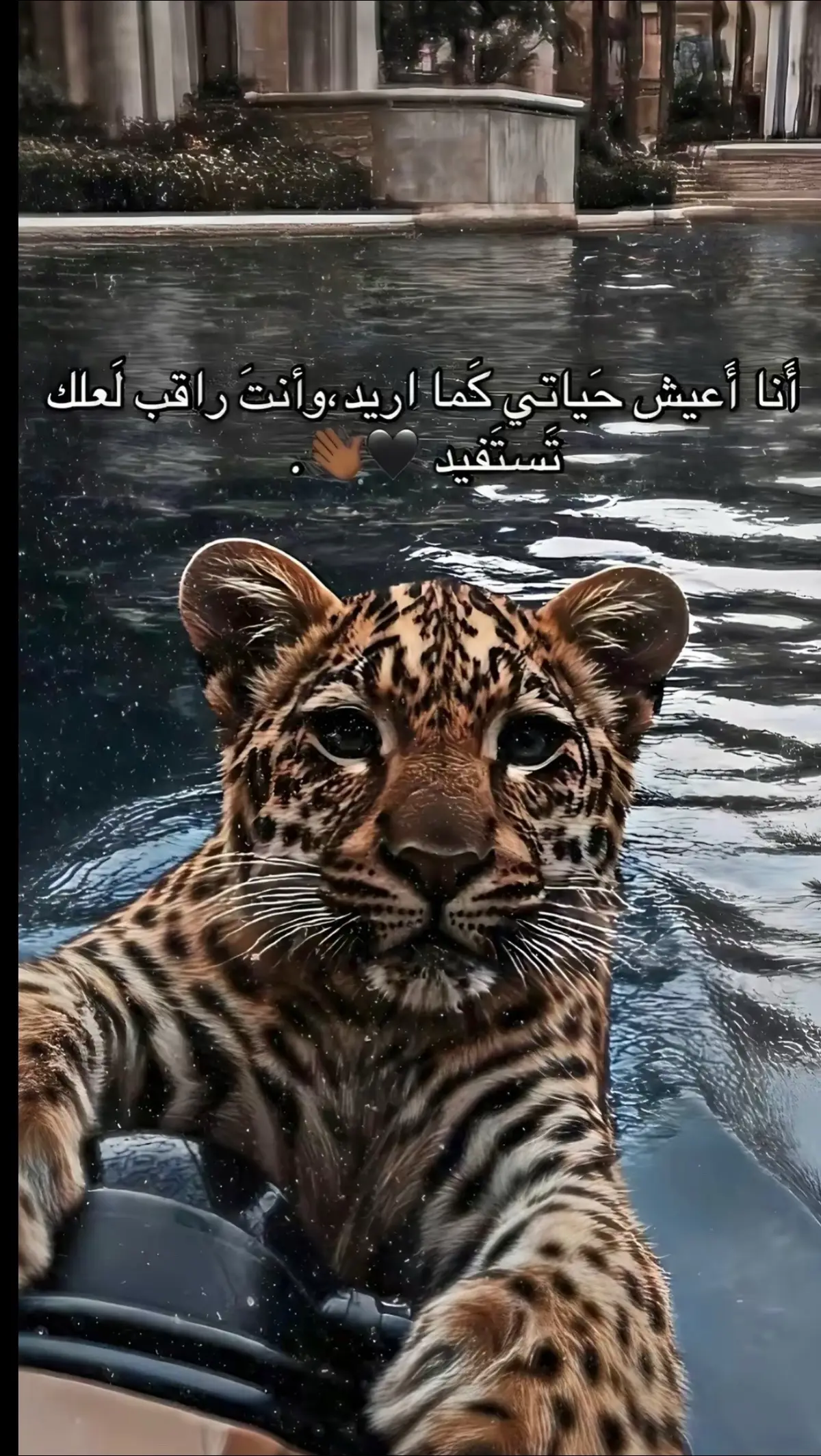 #شيحاه_الغربيه_شيحاه_الشرقيه #قصرليبيا_المرج_لابيار_بنغازي_طرابلس♥ #شعب_الصيني_ماله_حل😂😂 