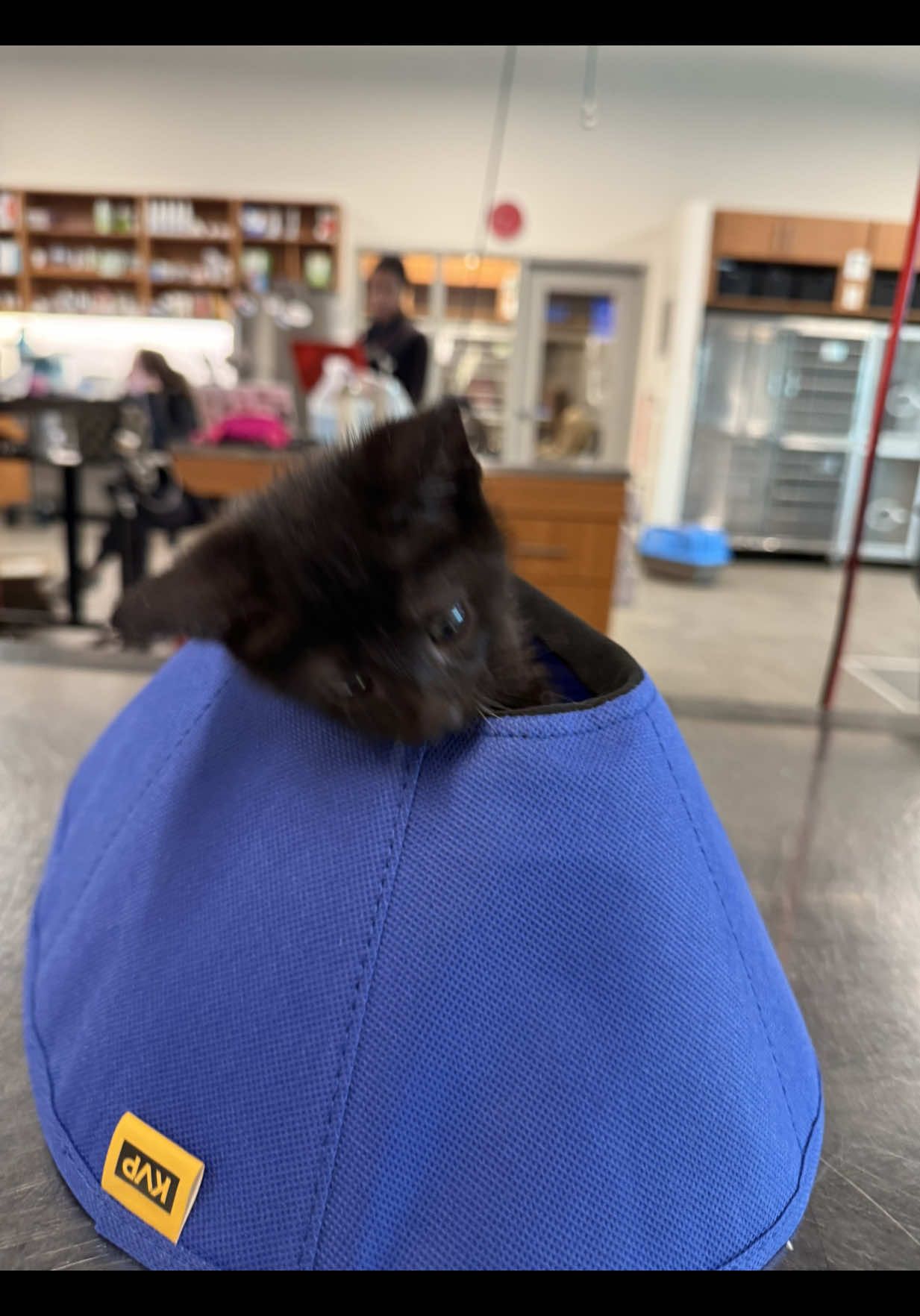 Beware: turtle kitten  #cutenessalert #vetmed #VeterinaryMedicine #vettechlife #vetclinic #vetworkbehindthescenes #animalrescue #rescuecat 