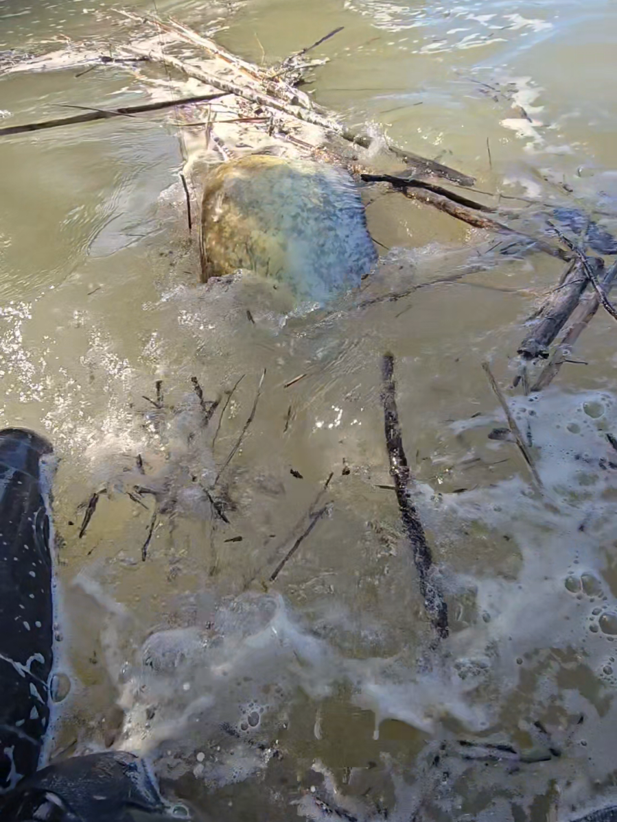 #catfish #sum #siluro #fishing #pesca #wedcarstvo 