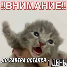 ТГК: Рюдзи-чан 🐉| о боже я озвучивала это после того как набила пузо до отвала #мемы #озвучка #fyp #котята #коты #а