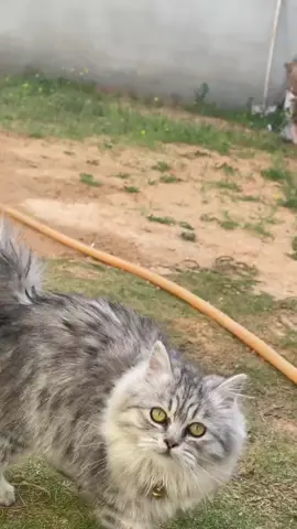 #cat #ليبيا #زينه 