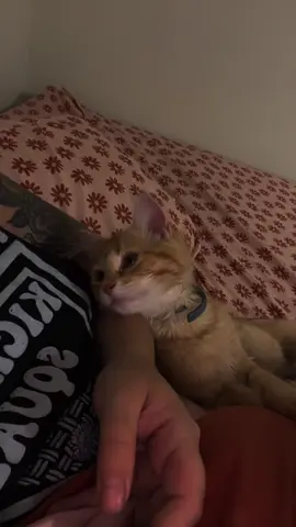 When I asked God to send me a soulmate…I didn’t know it would be my boy cat 🥹😭🥰🩷 #fyp #cat 