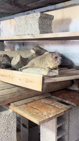 #سبحان_الله_وبحمده_سبحان_الله_العظيم #تصويري #وبران_برية #صوتيات #صوت_الوبر#كلام_من_القلب 