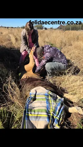 🦁💅 Yesterday, our grand old gentleman Rubicon had to get a much-needed manicure! At 17 years old, his nails had grown so long that they started cutting into his foot, causing him discomfort. A huge thank you to our amazing vets @vets4all_animal_clinic who stepped in to help. Thanks to them, Rubicon is now walking pain-free and back to ruling his kingdom with pride and grace. Caring for our elderly lions means going the extra mile to ensure their golden years are filled with comfort and dignity. 💛👣 Explore the heart of Felidae! From volunteering opportunities to educational tours and thrilling adventures amidst free-roaming lions, there's something for https://linktr.ee/felidaeeveryone. Visit our site for more info: . #Felidae #Wildlife #VolunteerLife #Adventure #SouthAfrica #Travel #RubiconTheLion #SeniorLionCare #WildlifeSanctuary #LionLove #SecondChances #FelidaeFamily 