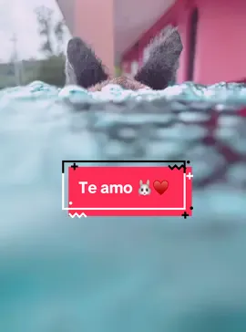#8luisplaza8 #fifi🐰♥️🐯 #fifi🐰🇵🇷 #fifi🐰♥️ #fifi🐰😍 #fyp🐰 #animalovers #teamo 