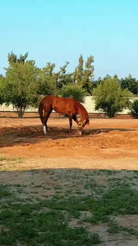 #الكمندوز#ماشاءالله_تبارك_الله#ليبيا#مصراتة#طرابلس#بنغازي_ليبيا🇱🇾 