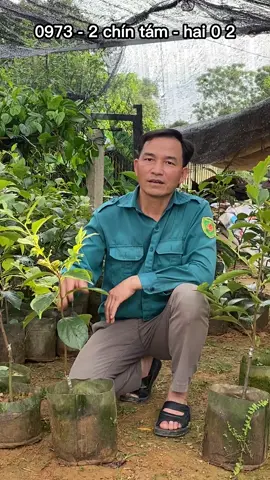 Siêu phẩm Hồng Tứ Quý Thanh Hóa #hongtuquy #hongthanhhoa #nhavuonlamhong #quahong #hongtuquygiatot #xuhuong #trending