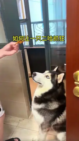 #dog #man #funnydog #fyp 