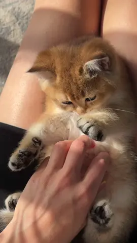 #verkauf #bkh #bkhcats 