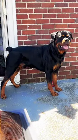 Rocky Top #rottweiler #tennessee #germanrottweiler #queenlubetech #foryoupage #viral #rottweilersoftiktok #fyp #queen #insta #summertime #greatsmokymountains #vibes 