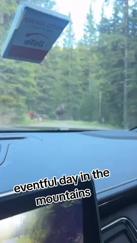 meanwhile in the neighborhood...😆😱 #mountains #forest #animals #moose #bear #active #activity #eventful #interesting #amusing #Outdoors #nature #forestactivity #rare #biganimals #forestlife #mountainlife 