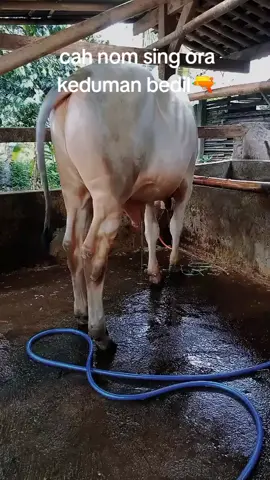 bujange  #masukberandafyp #menyukai #penonton #tiktoktrending #bosmuda😎 #peternaksapikebumen #sapipo #peternaksapiindonesia #sobatngaret #peternakmuda #youpage_tiktok #page #4u 