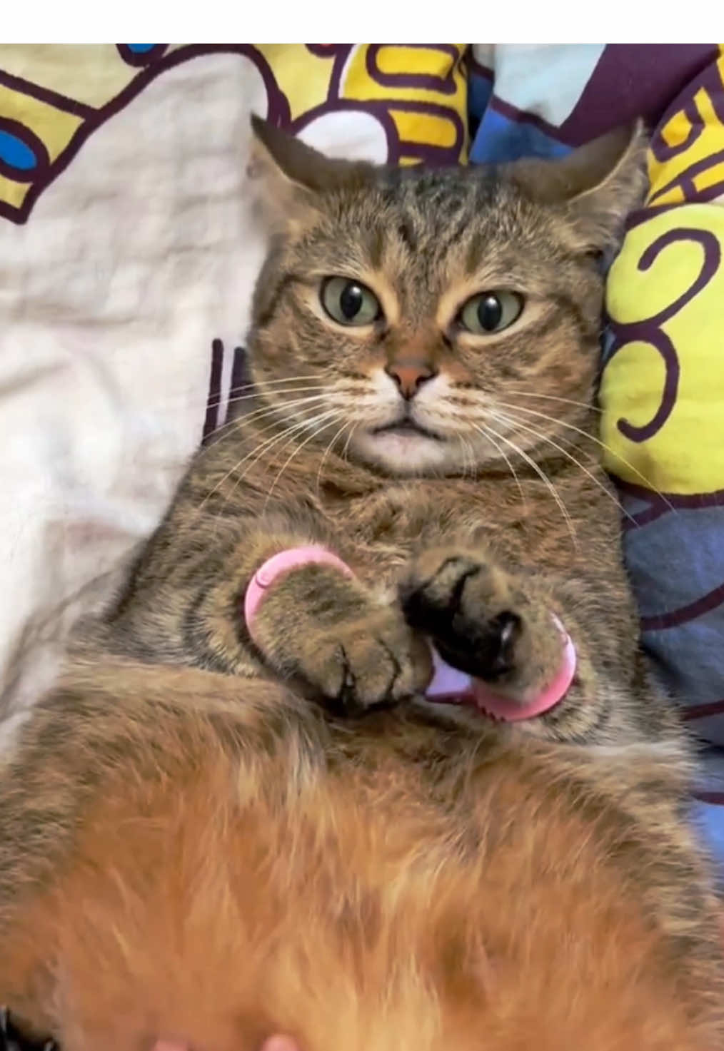 #cat #catlover #cutecat #funnycat #funnyvideos #pet #catlife #creatorsearchinsights 