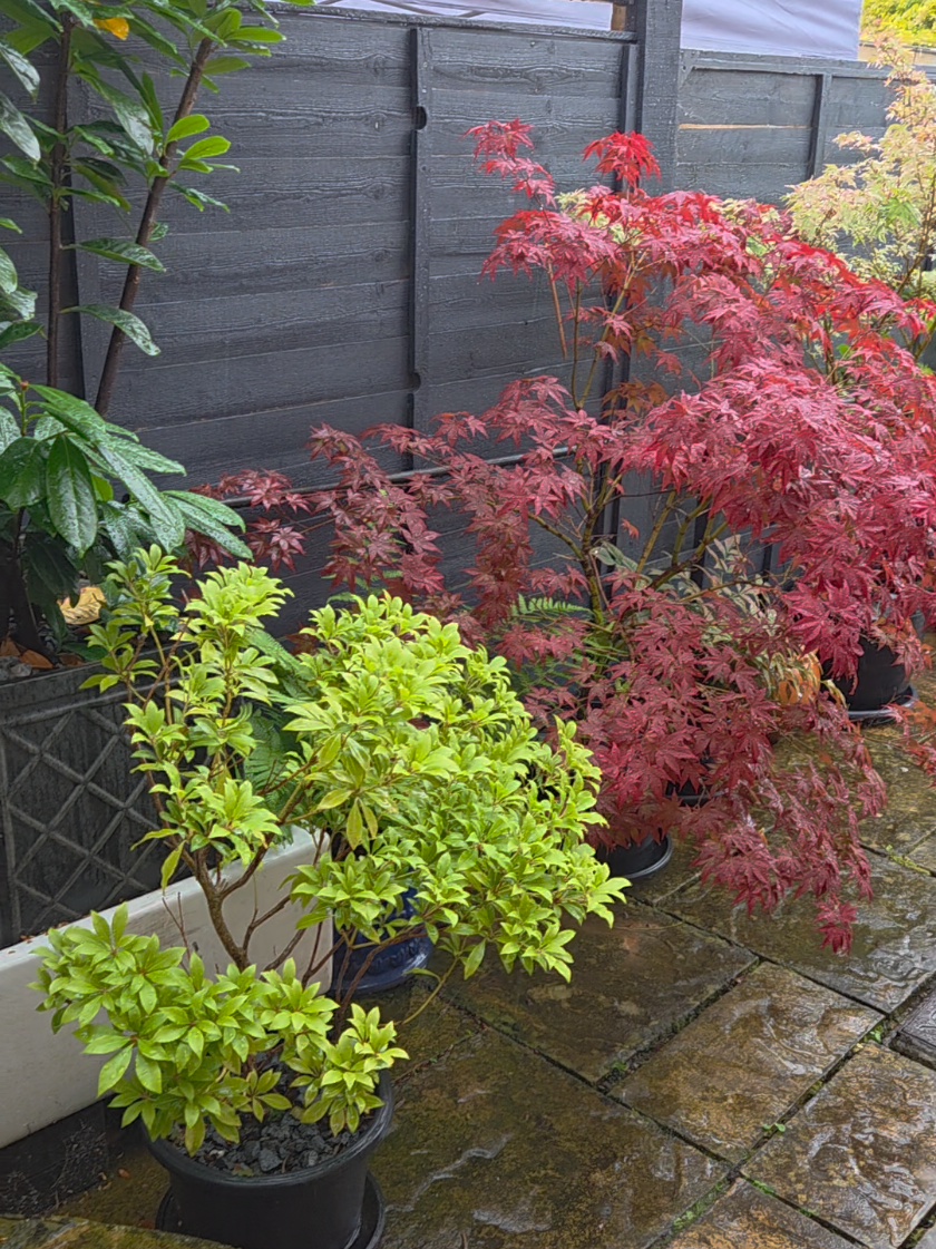 #englishgarden #britishweather #rain #summerrain 