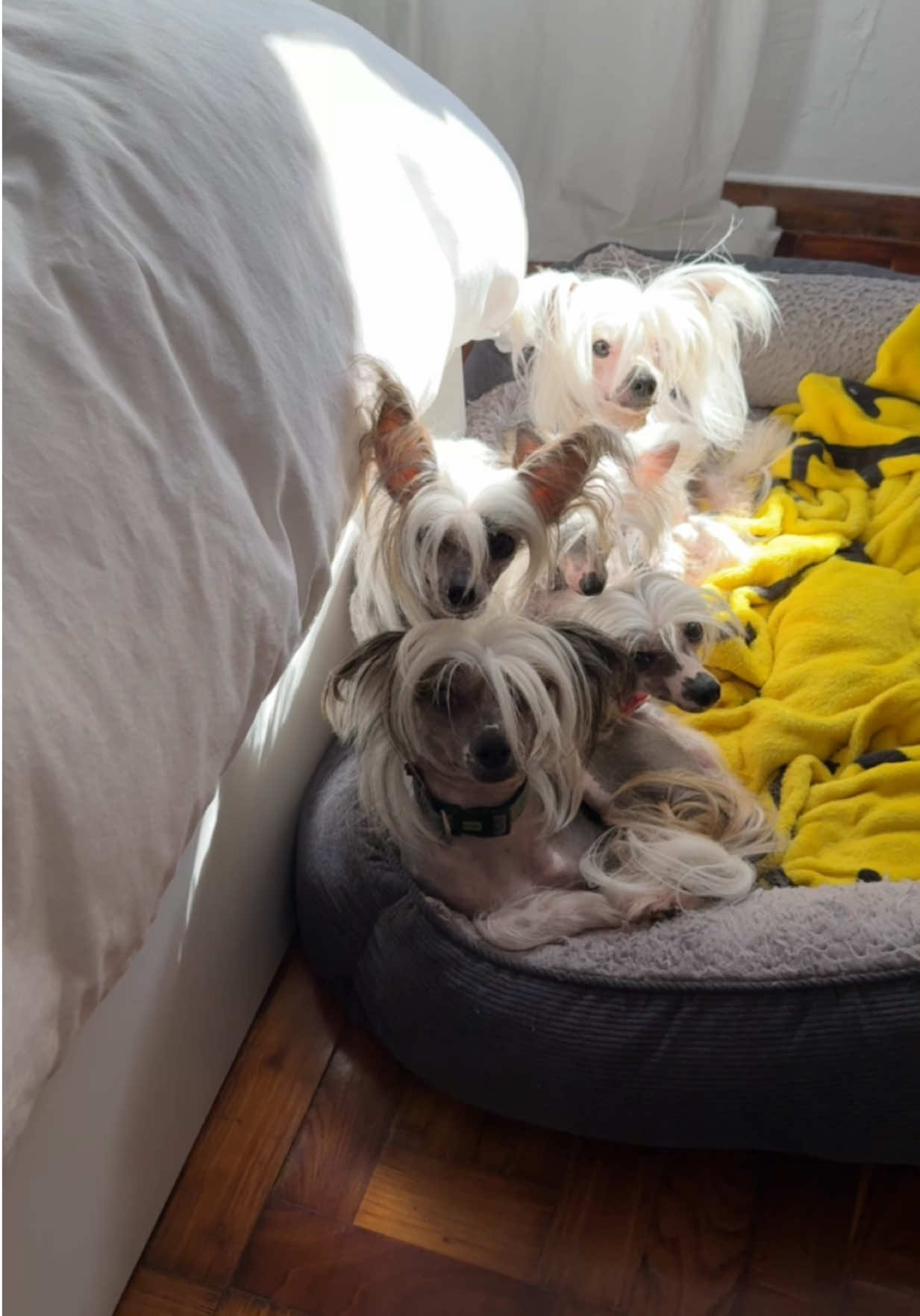 Nosotros tenemos 5 😬 #parati #doglover #perrosgraciosos #crestadoschinostiktok #puppy #chinesecrestedhairless #crestadochino #crestadochinohairless #puppylove #chinesecresteddog #manadacrestada #chinesecrestedoftiktok #fashiondog #Gru #chinesecrested 